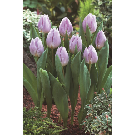 Tulpe „Candy Prince“, Tulpenzwiebeln, Blumenzwiebeln, Größe 9/10, 50 Stück