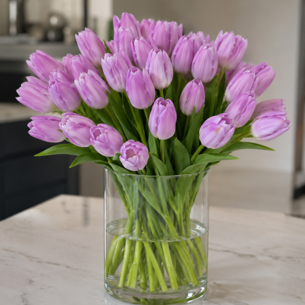 Tulpe „Candy Prince“, Tulpenzwiebeln, Blumenzwiebeln, Größe 9/10, 50 Stück