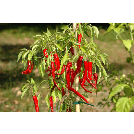 W1137 DE CAYENNE HOT CHILLI PFEFFERSAMEN WÜRZIG 0,5G