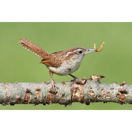 Getrocknete Mehlwurmlarven für Vögel, proteinreiches Futter, 125 g
