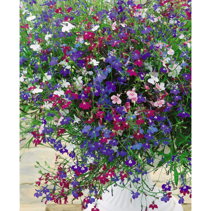 R5837 LOBELIA HÄNGENDE KASKADE GEMISCHT 0.1G LOBELIA BLUMEN SAMENMISCHUNG