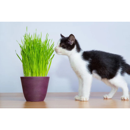 Katzengras, Grassamenmischung, Kici Mix, Toraf 30 g