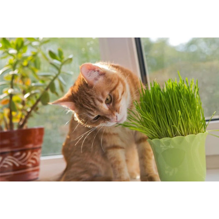 Katzengras, Grassamenmischung, Kici Mix, Toraf 30 g
