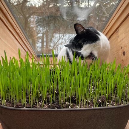 Katzengras, Grassamenmischung, Kici Mix, Toraf 30 g