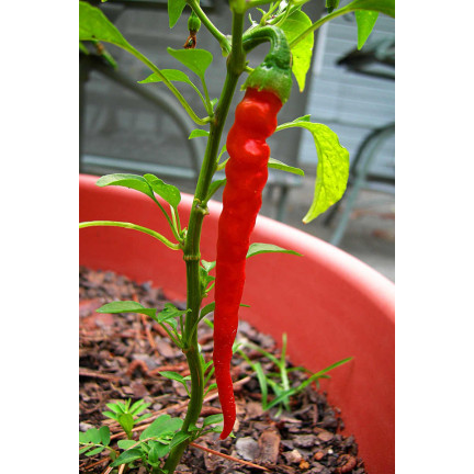W1137 DE CAYENNE HOT CHILLI PFEFFERSAMEN WÜRZIG 0,5G