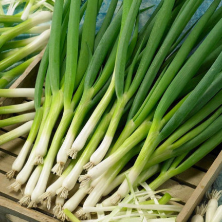 W1022 SEVENTEEN BAYKAL CEBULA GESCHMACK AROMATISCH HAPPENING Allium fistulosum L. 3G