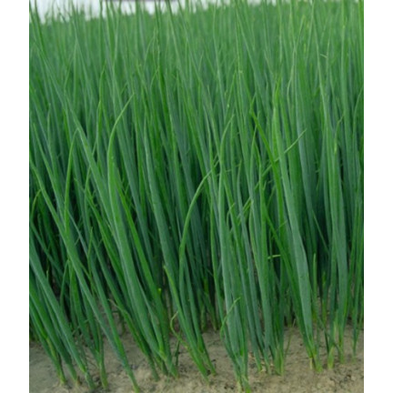 W1022 SEVENTEEN BAYKAL CEBULA GESCHMACK AROMATISCH HAPPENING Allium fistulosum L. 3G
