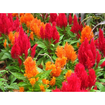 R2067 PIERNISH CELOZIA MIX COLOUR-FREE FLOWERS MIX DECORATION Garten