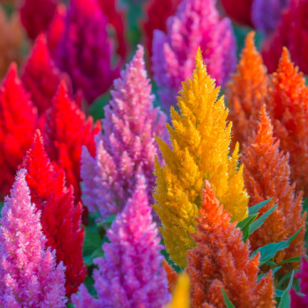 R2067 PIERNISH CELOZIA MIX COLOUR-FREE FLOWERS MIX DECORATION Garten