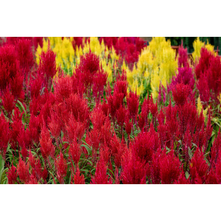 R2067 PIERNISH CELOZIA MIX COLOUR-FREE FLOWERS MIX DECORATION Garten