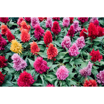 R2067 PIERNISH CELOZIA MIX COLOUR-FREE FLOWERS MIX DECORATION Garten