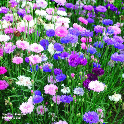 R2068 BABER FLOWER MIX Saatgut, essbare Blumen COLOURFUL MISSILE