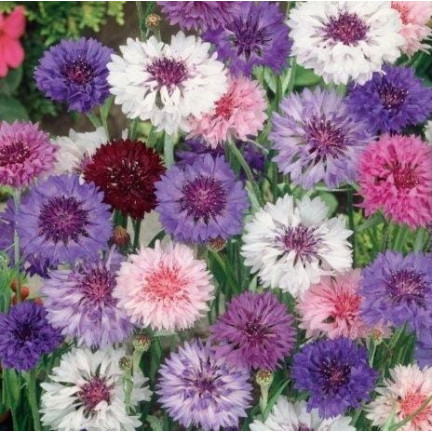 R2068 BABER FLOWER MIX Saatgut, essbare Blumen COLOURFUL MISSILE