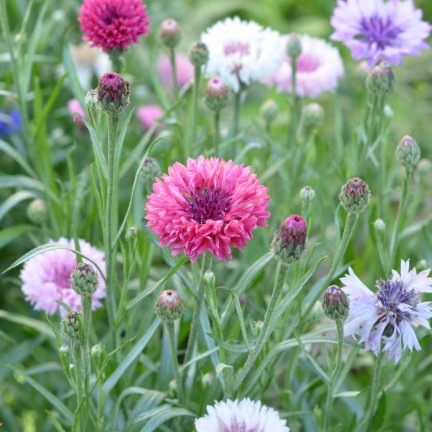 R2068 BABER FLOWER MIX Saatgut, essbare Blumen COLOURFUL MISSILE