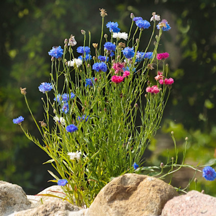 R2068 BABER FLOWER MIX Saatgut, essbare Blumen COLOURFUL MISSILE