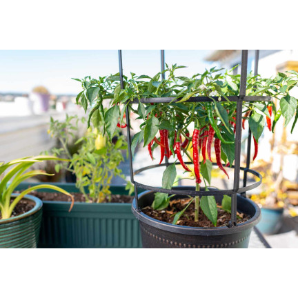 W1137 DE CAYENNE HOT CHILLI PFEFFERSAMEN WÜRZIG 0,5G