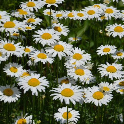R4638 WIESE GÄNSEBLÜMCHEN WEISS RASEN GÄNSEBLÜMCHENSAMEN 0.2G
