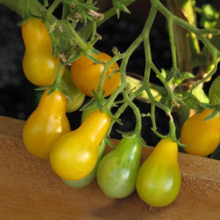 W2993 GEMAHLENE KIRSCHTOMATE HOCH PERUN 0,5G SAMEN PRODUKTIV