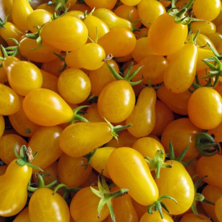 W2993 GEMAHLENE KIRSCHTOMATE HOCH PERUN 0,5G SAMEN PRODUKTIV