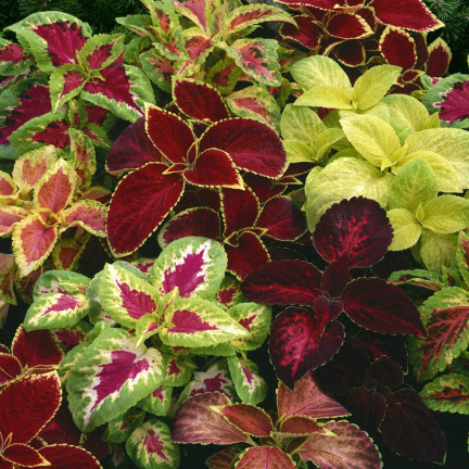 R6663 KOLEUS BRENNNESSEL 0,2G BLUMENSAMEN REGENBOGENMISCHUNG