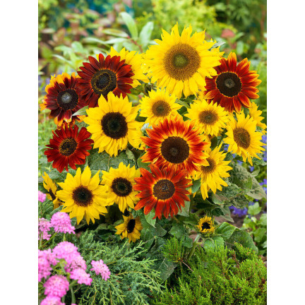 R4232 ZIERSONNENBLUMENMISCHUNG MULTISTEM-SAATGUT 2G EINJÄHRIGE TRAUBENPFLANZE