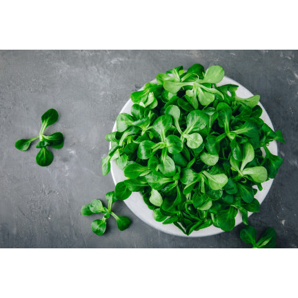 W1186 FELDSALAT GEMÜSESAMEN VITAMINREICHER KOPFSALAT 1G