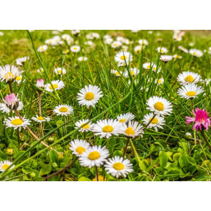 R4638 WIESE GÄNSEBLÜMCHEN WEISS RASEN GÄNSEBLÜMCHENSAMEN 0.2G