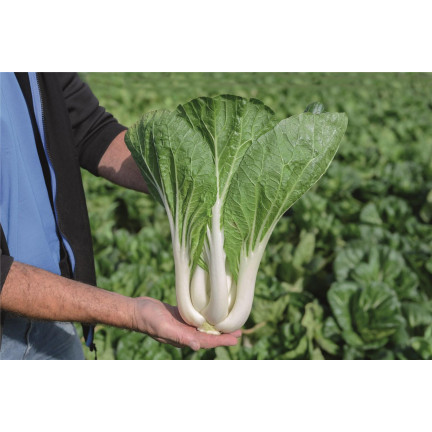 W3779 CHINESISCHER PAK CHOI KOHL 1G CHINESISCHE KOHLSAMEN TORAF