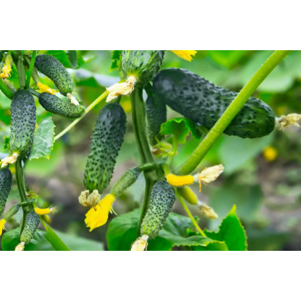 W6366 GURKE ANULKA F1 GURKENSAMEN 5G GEMÜSE FRÜHE SORTE GURKE GURKEN
