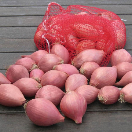 Schalotten (Conservor F1), Allium cepa L., Zwiebelsamen, 20 Stück
