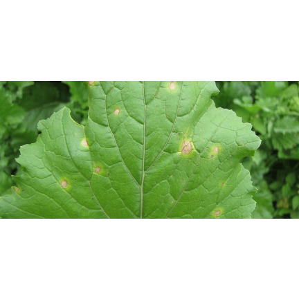 SUM39 Sumin Help Plant CU 20ml Kupfermangel Pflanzenspray