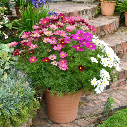 R3136 EINTAGSFLIEGE KOSMOS MIX FARBEN EINTAGSFLIEGE BLUMENSAMEN 1G FÜR GARTENBEETE