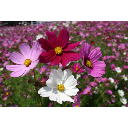 R3136 EINTAGSFLIEGE KOSMOS MIX FARBEN EINTAGSFLIEGE BLUMENSAMEN 1G FÜR GARTENBEETE
