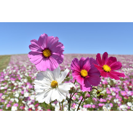 R3136 EINTAGSFLIEGE KOSMOS MIX FARBEN EINTAGSFLIEGE BLUMENSAMEN 1G FÜR GARTENBEETE