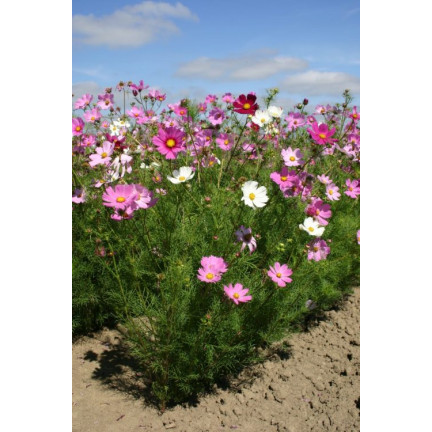 R3136 EINTAGSFLIEGE KOSMOS MIX FARBEN EINTAGSFLIEGE BLUMENSAMEN 1G FÜR GARTENBEETE
