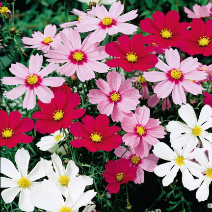 R3136 EINTAGSFLIEGE KOSMOS MIX FARBEN EINTAGSFLIEGE BLUMENSAMEN 1G FÜR GARTENBEETE