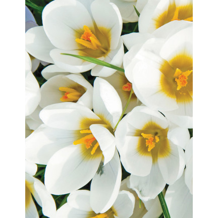 CEB11 KROKUS JEANNE D'ARC WEISSE BLUMENZWIEBELN 50 STK.