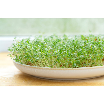 W1190 KRESSE GANZJAHRES-GEMÜSE-SPROSSENSAMEN 10G