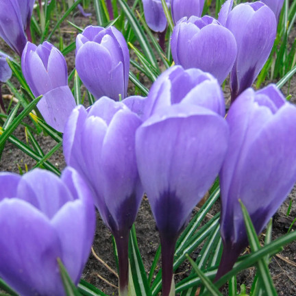 Krokus „Aqua“, Blumenzwiebeln, Krokuszwiebeln, Größe 6/7, 50 Stück.