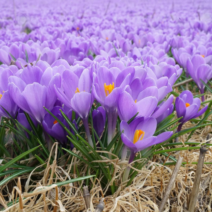 Krokus „Aqua“, Blumenzwiebeln, Krokuszwiebeln, Größe 6/7, 50 Stück.