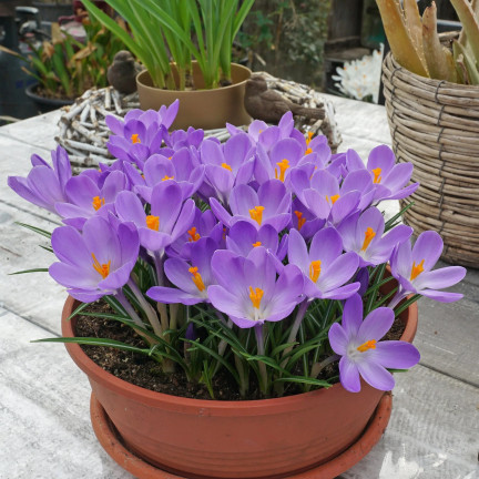 Krokus „Aqua“, Blumenzwiebeln, Krokuszwiebeln, Größe 6/7, 50 Stück.