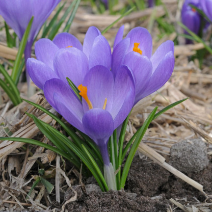 Krokus „Aqua“, Blumenzwiebeln, Krokuszwiebeln, Größe 6/7, 50 Stück.