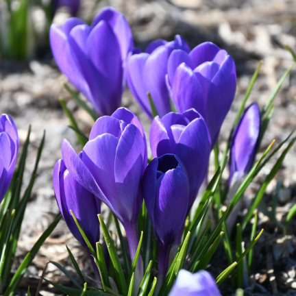 Krokus „Aqua“, Blumenzwiebeln, Krokuszwiebeln, Größe 6/7, 50 Stück.