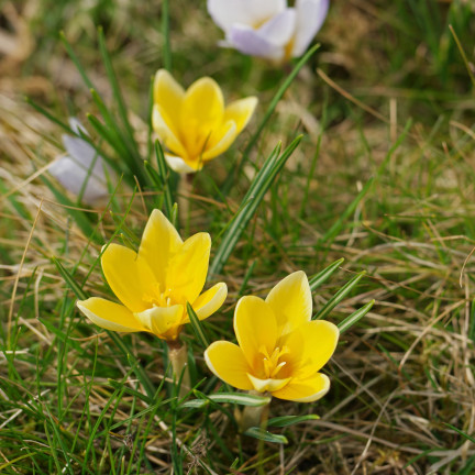 Krokus „Romance Chrysanthus“, Blumenzwiebeln, Krokuszwiebeln, Größe 5/7, 50 Stück.