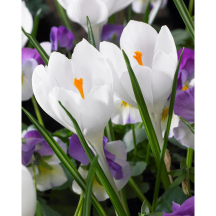 CEB11 KROKUS JEANNE D'ARC WEISSE BLUMENZWIEBELN 50 STK.