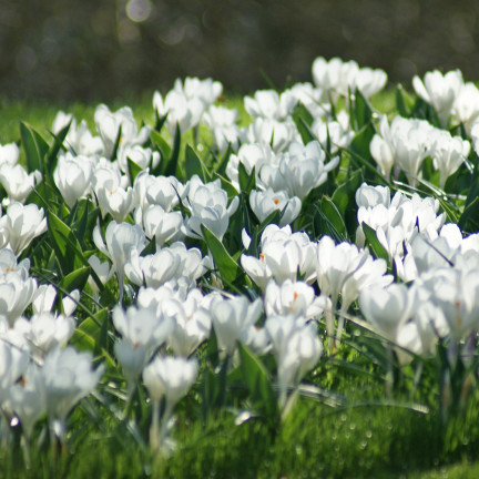 CEB11 KROKUS JEANNE D'ARC WEISSE BLUMENZWIEBELN 50 STK.
