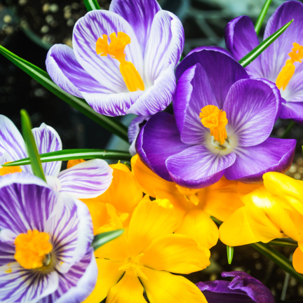 Krokus-Mischung mit großen Blüten, Blumenzwiebeln, Krokuszwiebeln, Größe 6/7, 50 Stück