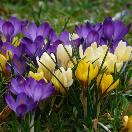 Krokus-Mischung mit großen Blüten, Blumenzwiebeln, Krokuszwiebeln, Größe 6/7, 50 Stück