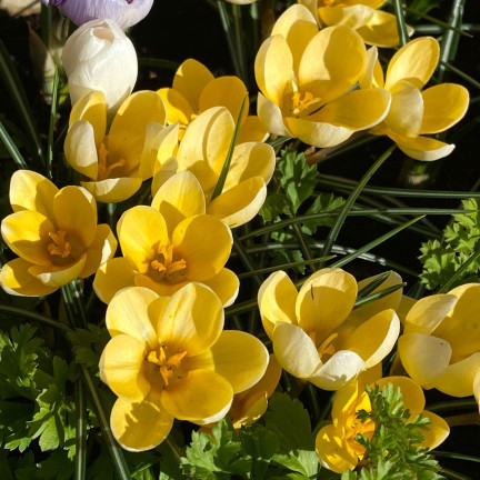 Krokus „Romance Chrysanthus“, Blumenzwiebeln, Krokuszwiebeln, Größe 5/7, 50 Stück.