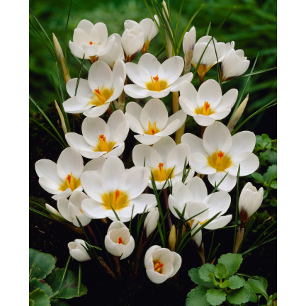 CEB11 KROKUS JEANNE D'ARC WEISSE BLUMENZWIEBELN 50 STK.
